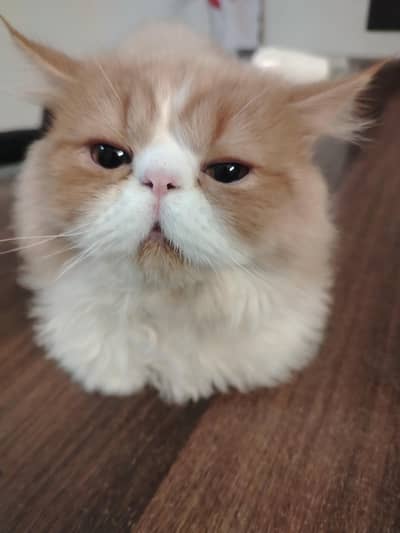 Pikki face Kitten