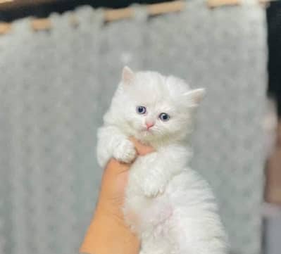Persian odd eyes kitten available for sale