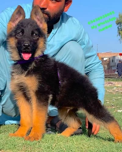 German Shepherd male puppy for sale