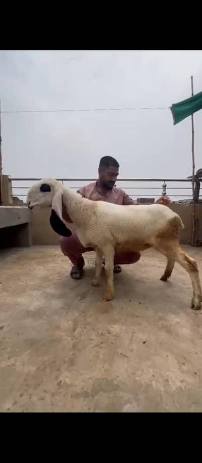 Ak adad achi female