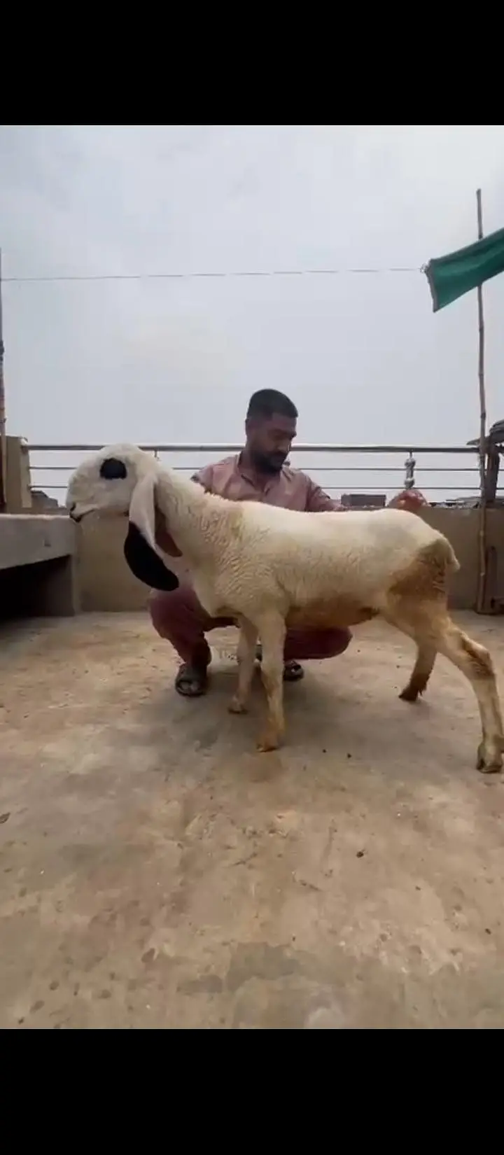 Ak adad achi female