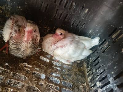 pigeon chicks 03318180286