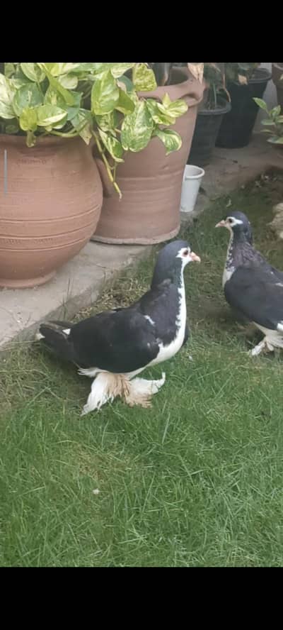 Lahori sherazi ( Pair )