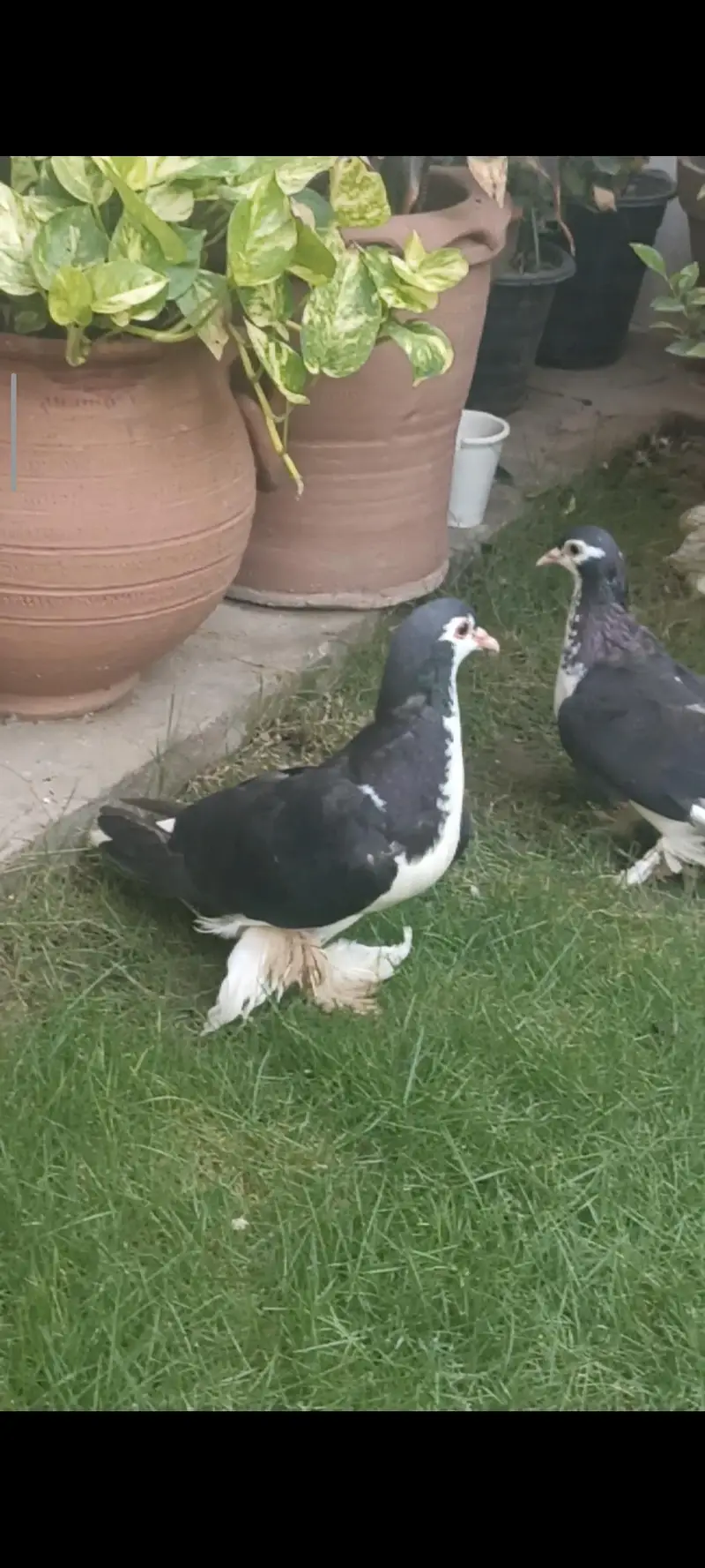 Lahori sherazi ( Pair )