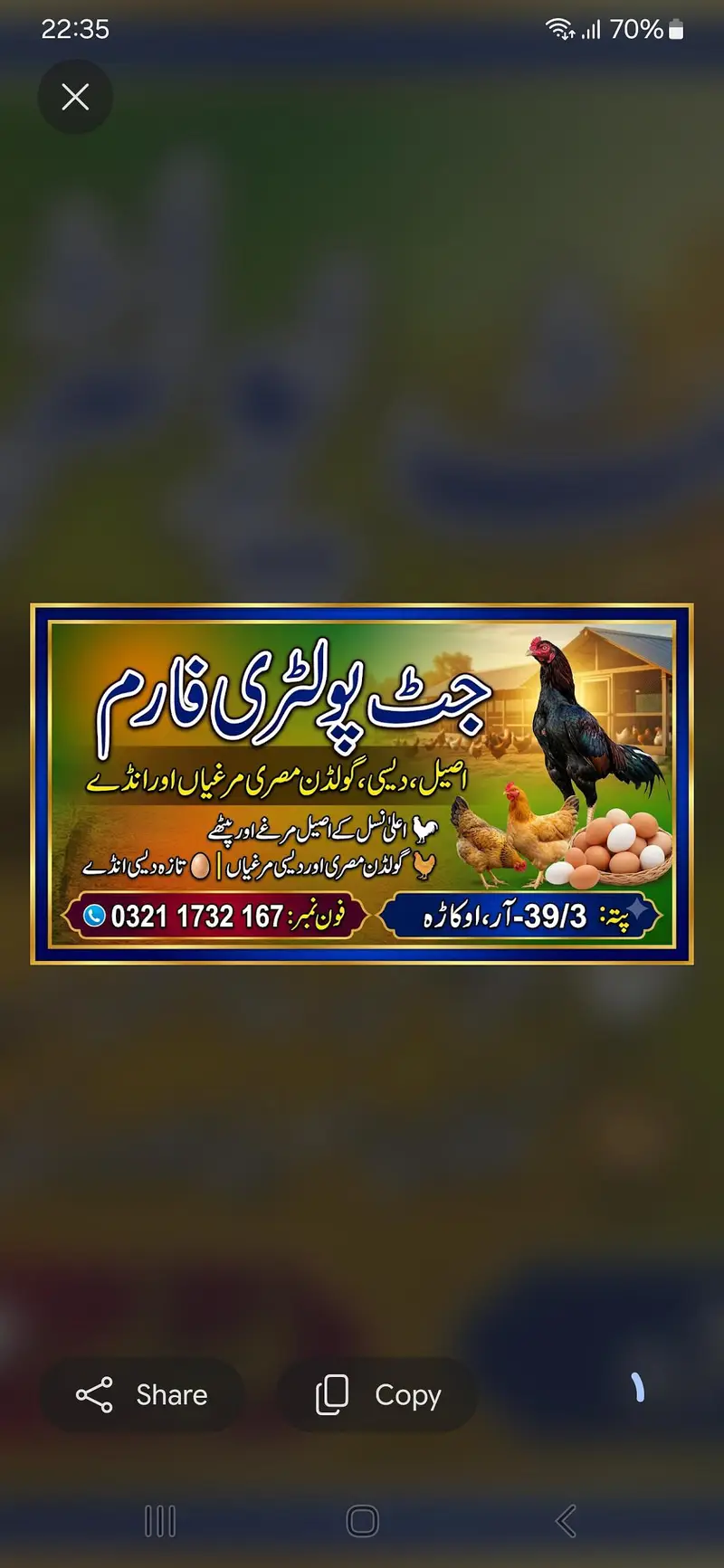 ​2 Months Desi Chickens (500g-600g) - Jutt Poultry Farm Okara — photo 4