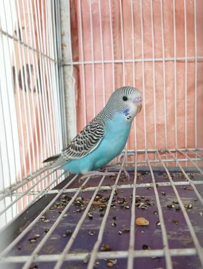 budgie hand tame