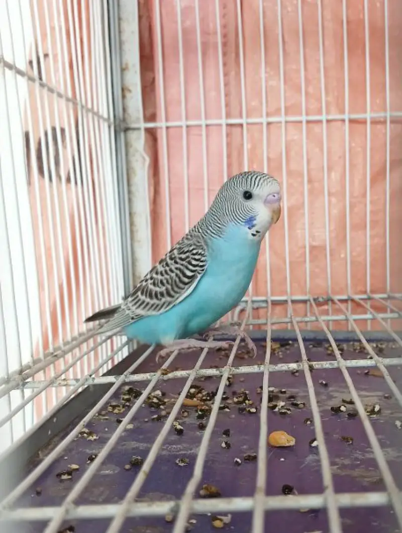 budgie hand tame