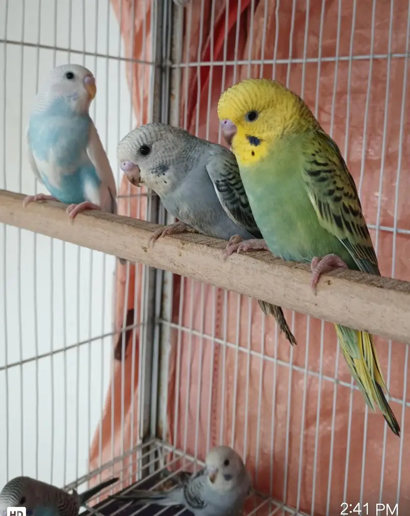budgie hand tame — photo 2