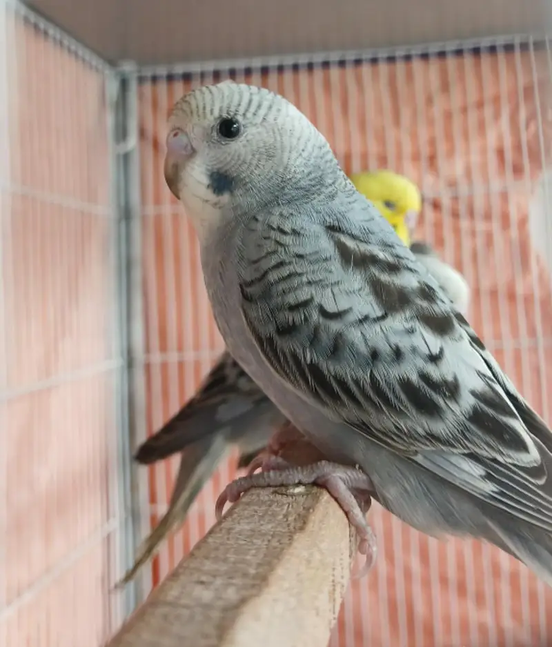 budgie hand tame — photo 3