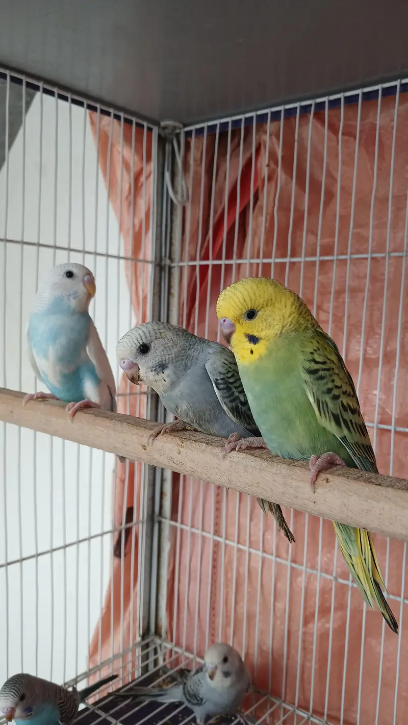 budgie hand tame — photo 4