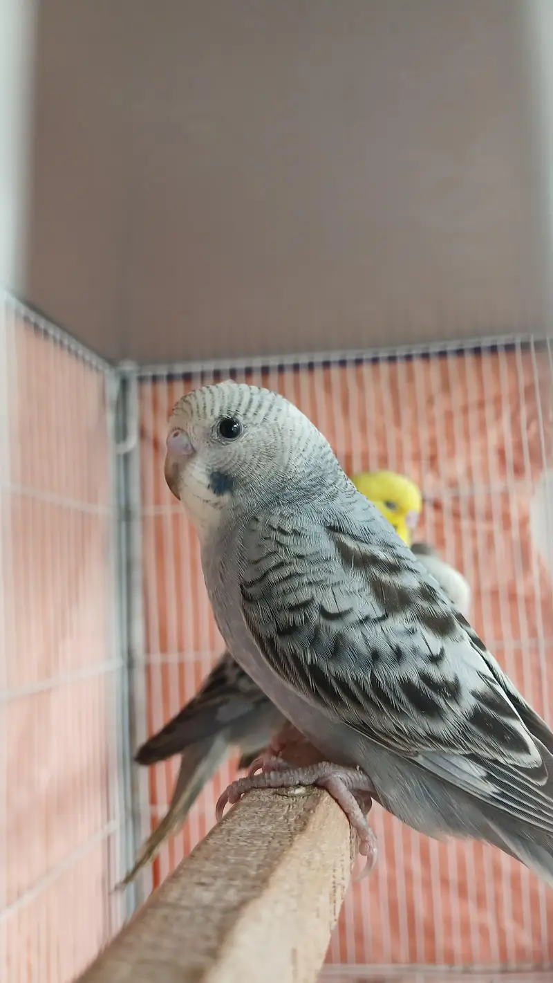 budgie hand tame — photo 5