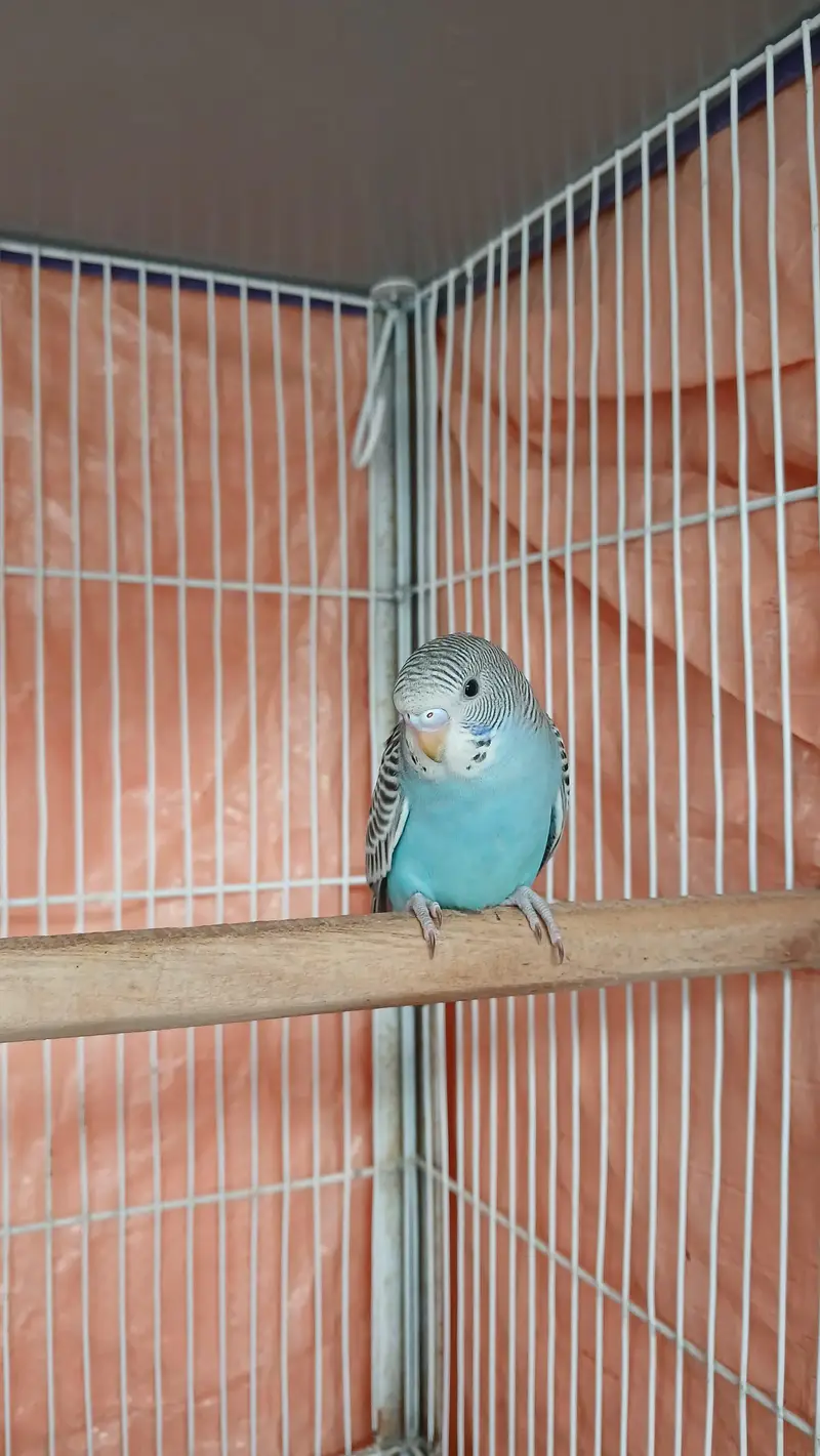 budgie hand tame — photo 6