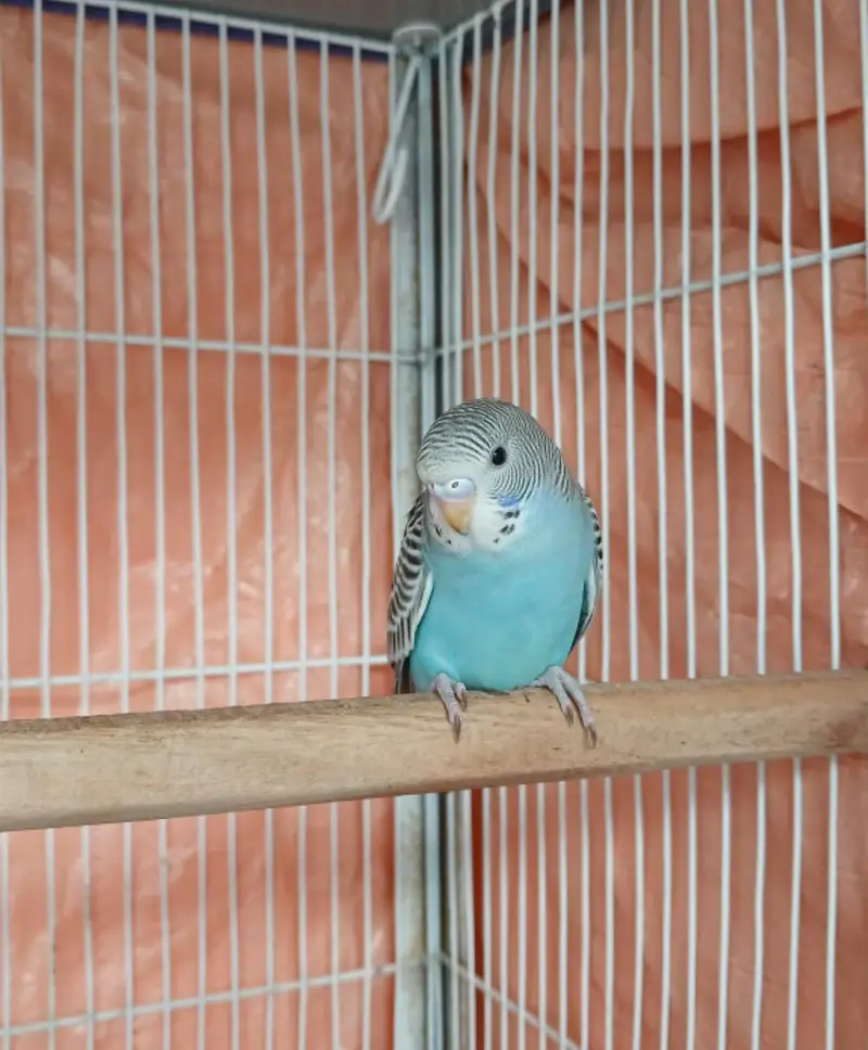 budgie hand tame — photo 7
