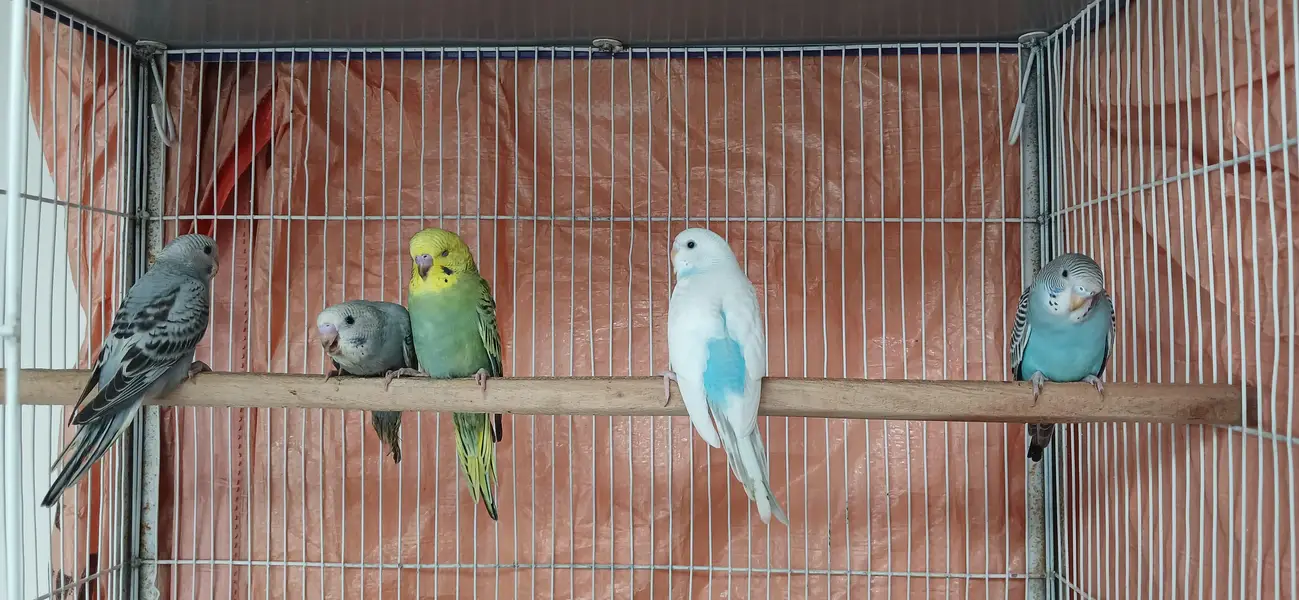 budgie hand tame — photo 8