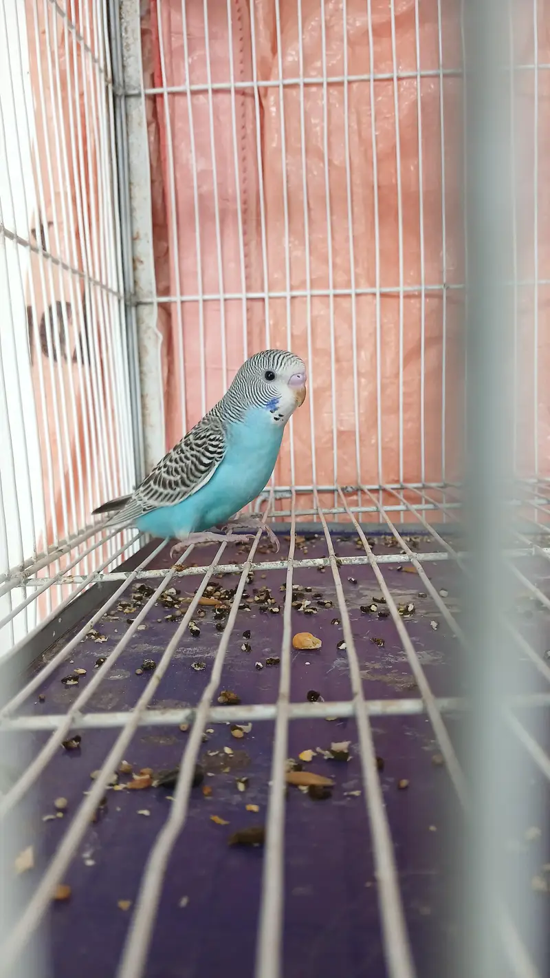 budgie hand tame — photo 9