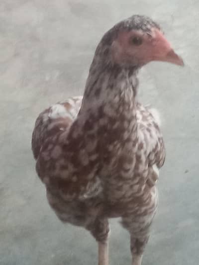 Aseel murgi for sale