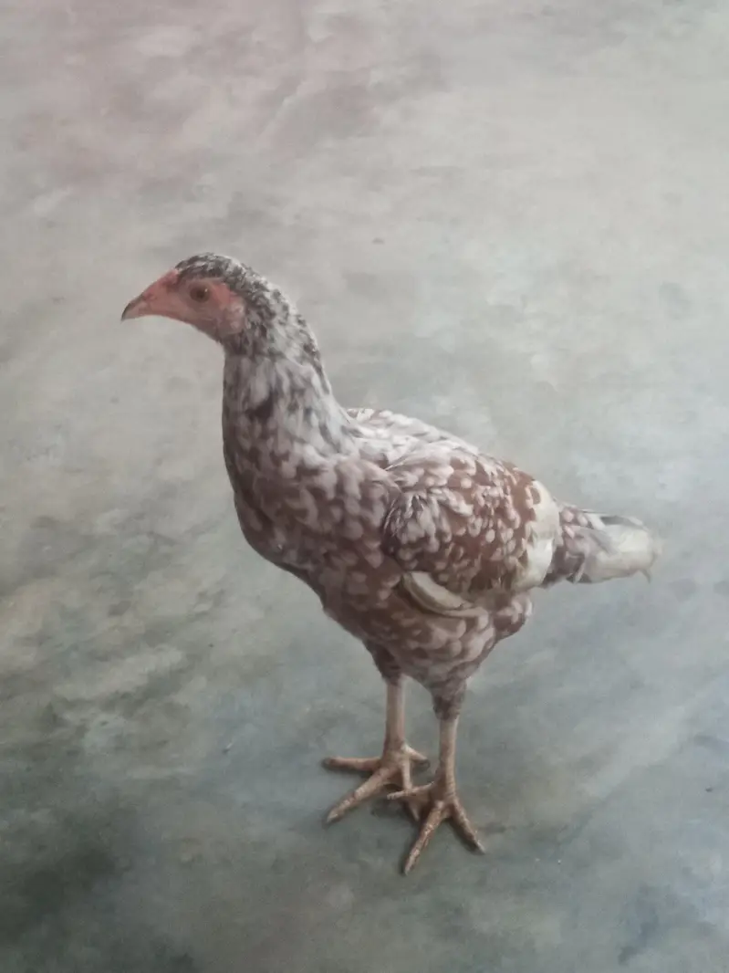 Aseel murgi for sale — photo 2