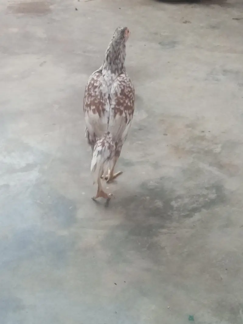 Aseel murgi for sale — photo 3