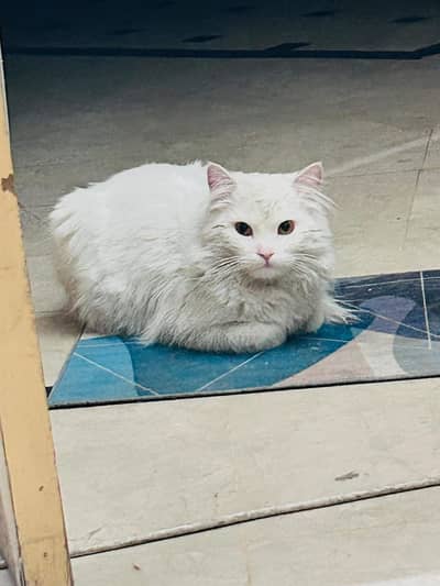 Persian Cat for Sale