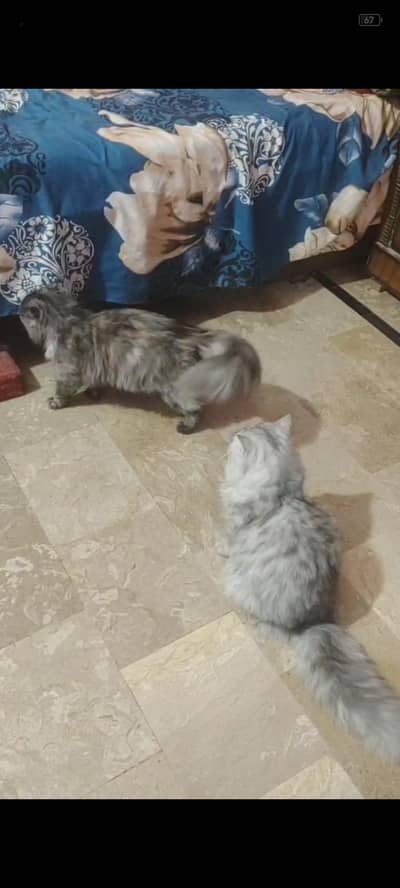 Persian cat age 9 months