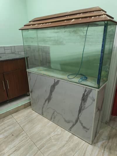 fish aquarium