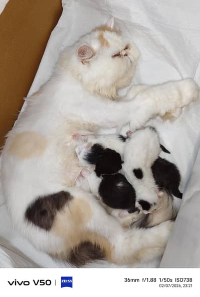 Persian exotic calico breeder female