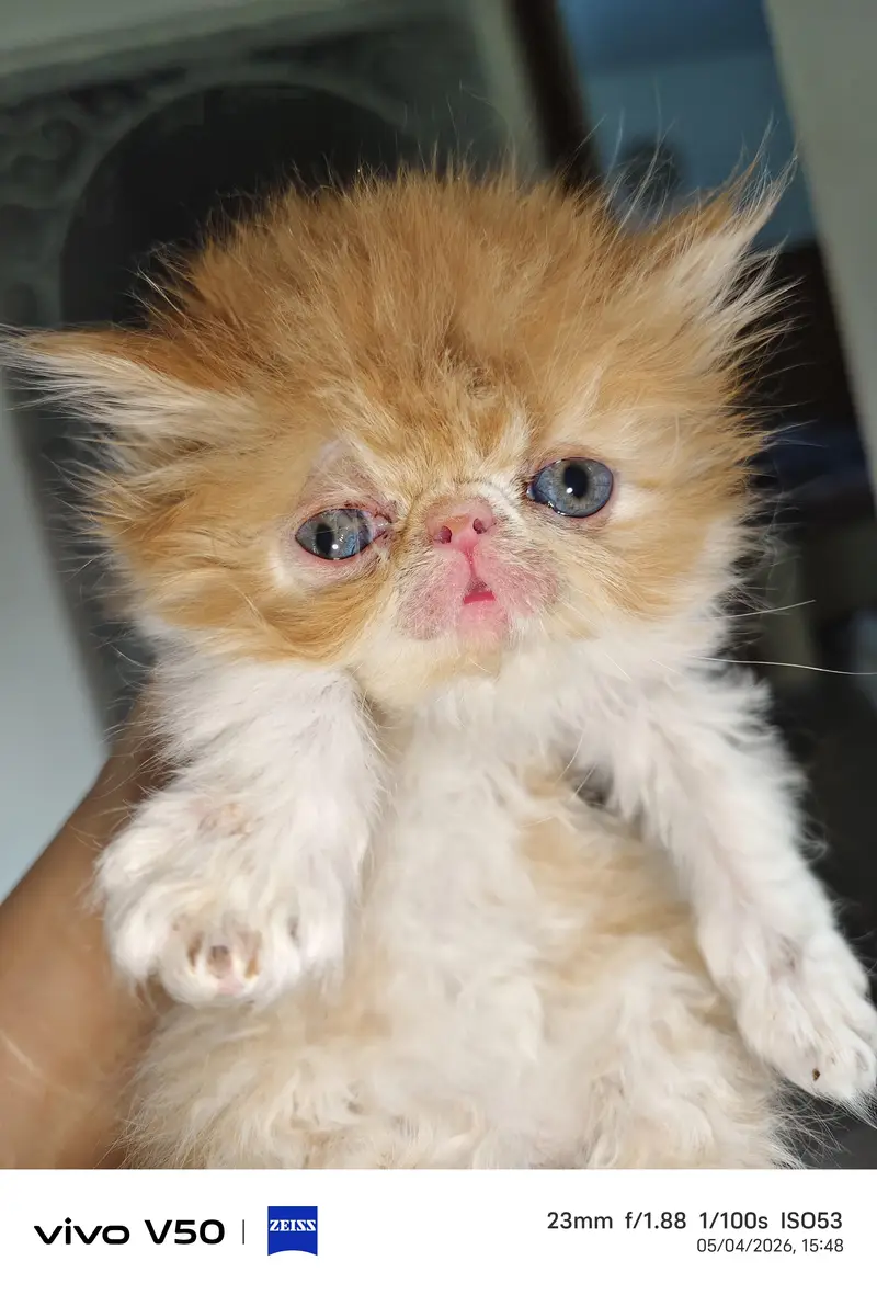 Persian exotic calico breeder female — photo 2