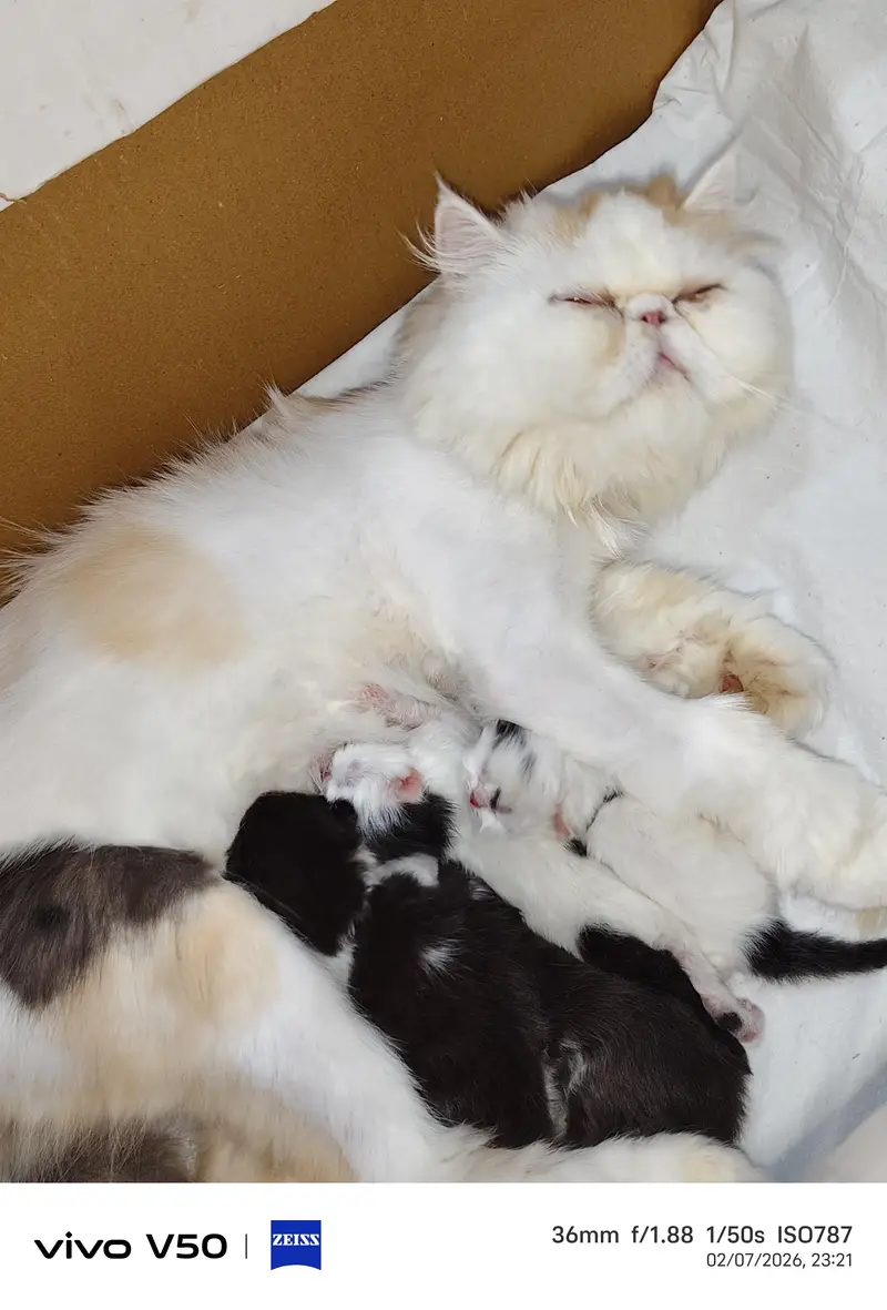 Persian exotic calico breeder female — photo 3