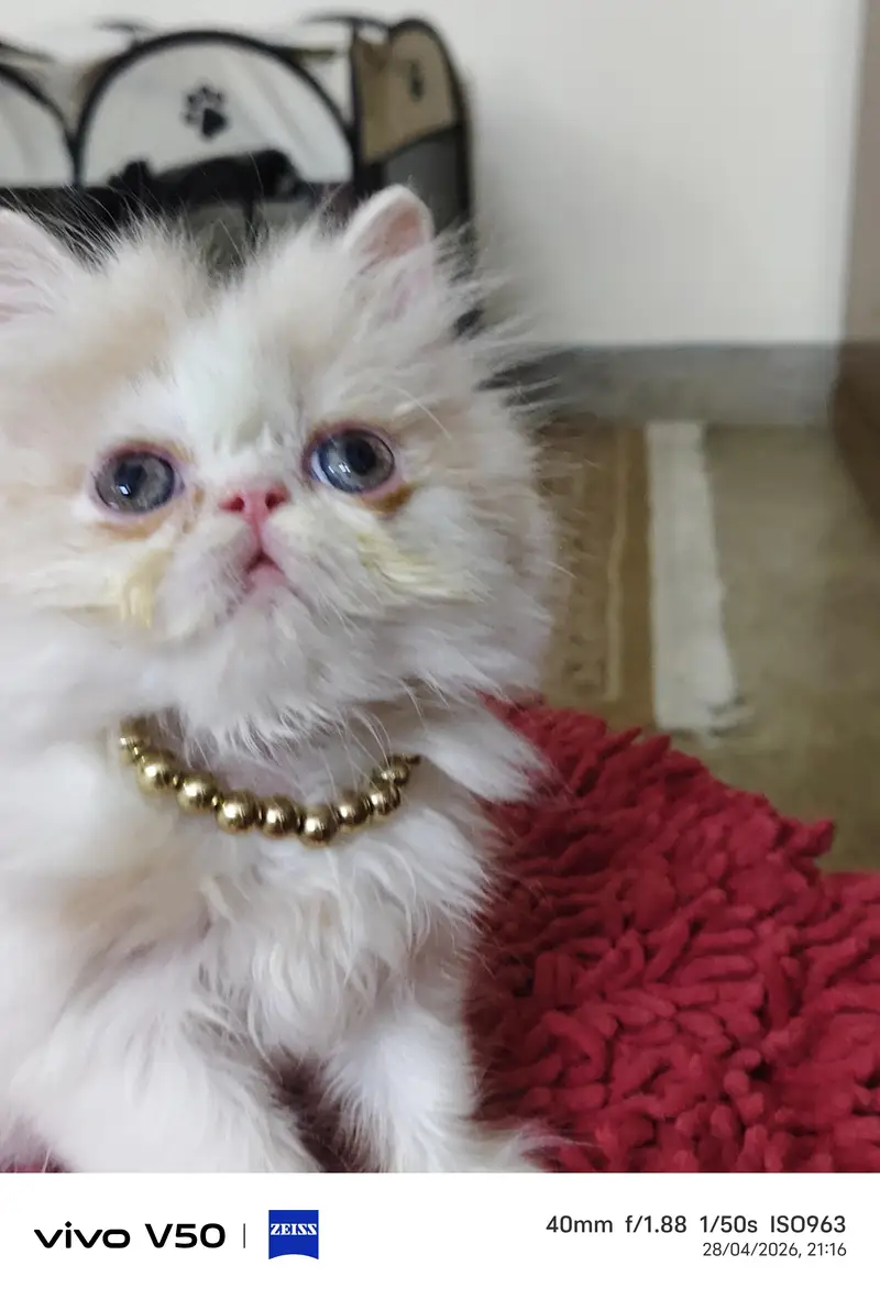 Persian exotic calico breeder female — photo 4