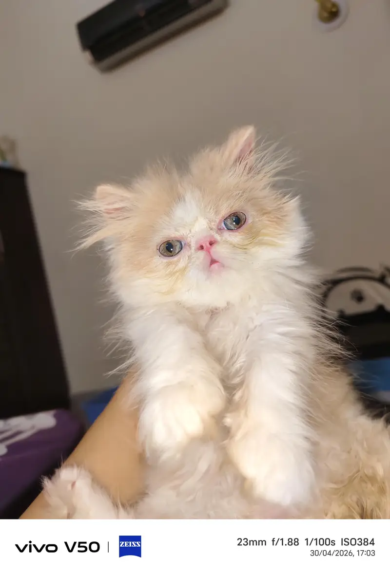 Persian exotic calico breeder female — photo 5