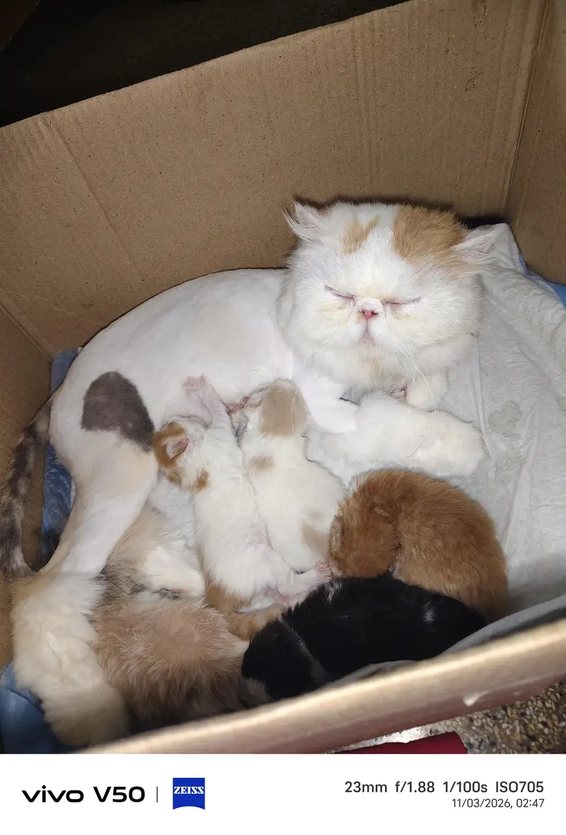 Persian exotic calico breeder female — photo 6