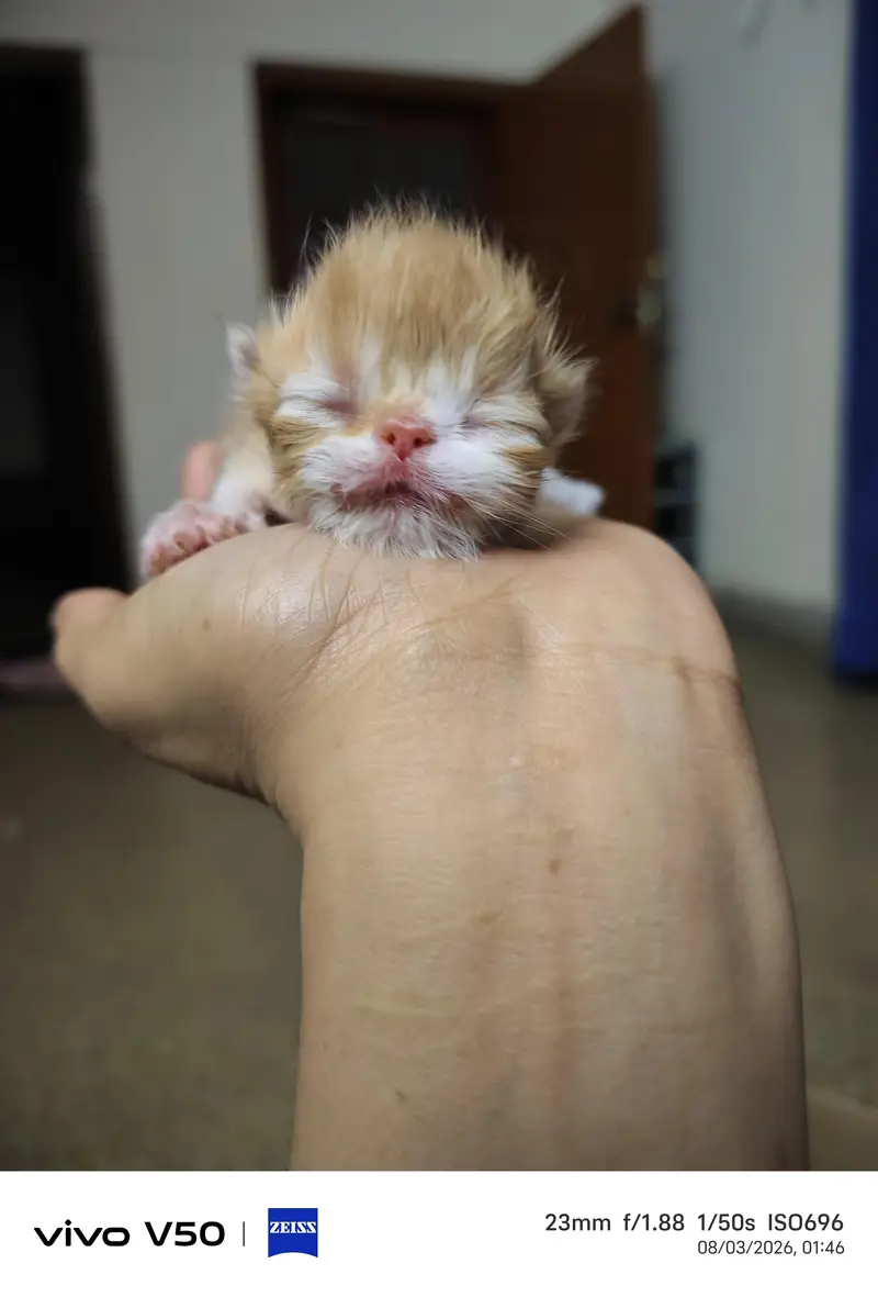 Persian exotic calico breeder female — photo 7