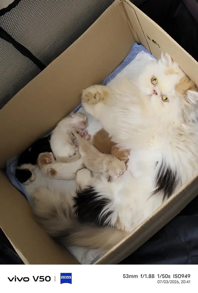 Persian exotic calico breeder female — photo 8
