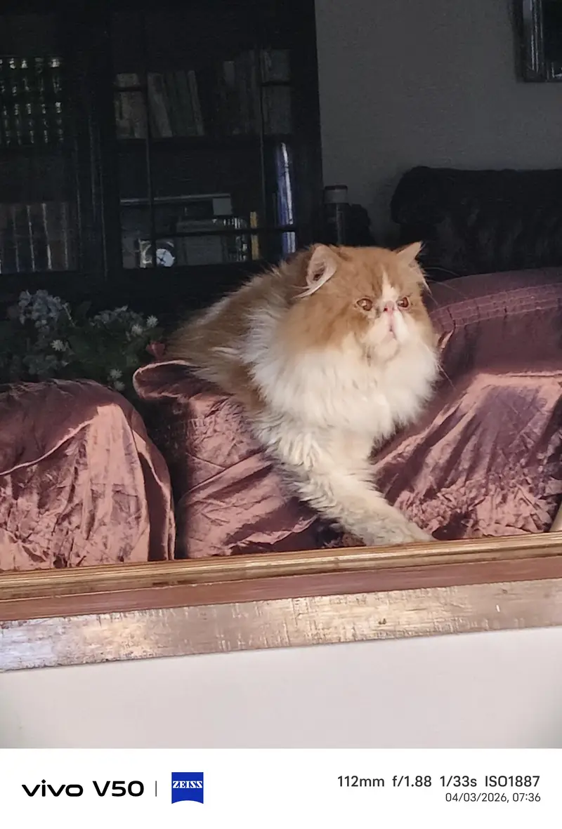 Persian exotic calico breeder female — photo 9