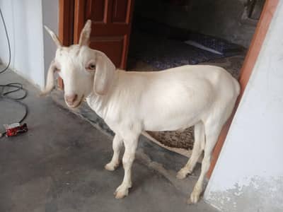 Male Goat kid