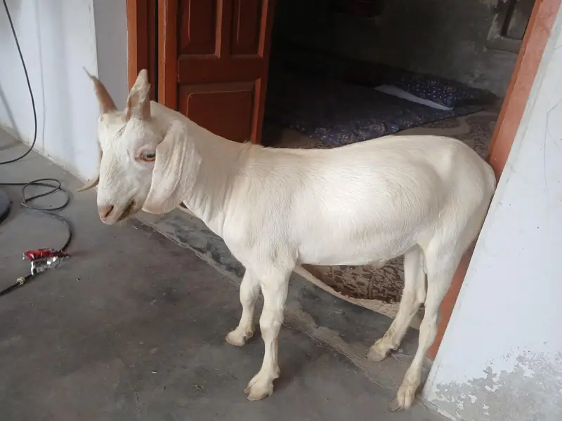 Male Goat kid — photo 2