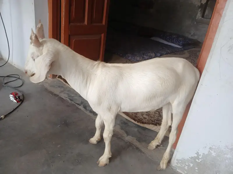 Male Goat kid — photo 3