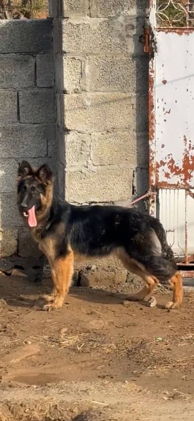 Breeder German Shepherd female