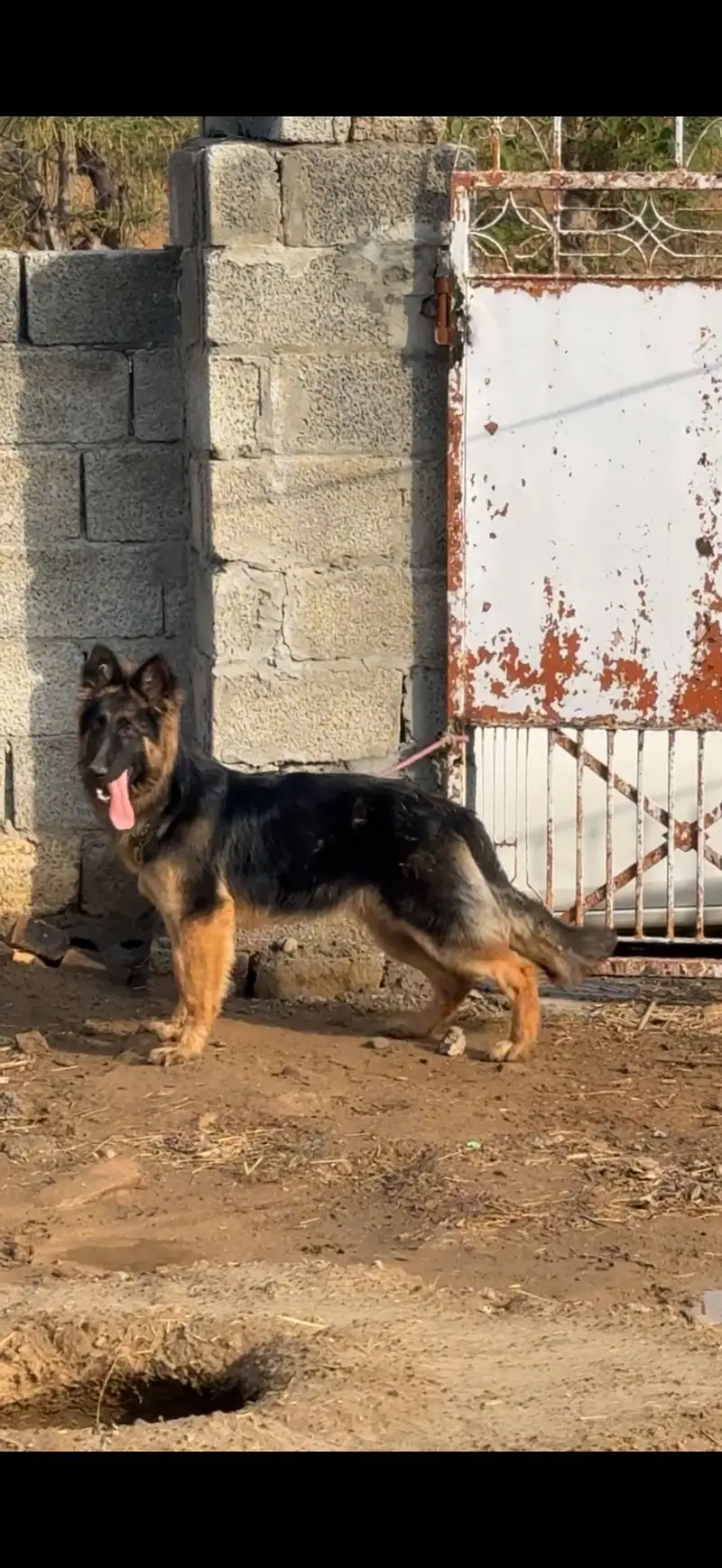 Breeder German Shepherd female — photo 2
