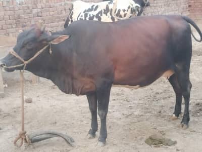 Cross Sahiwal Cow 1st lactation for sale