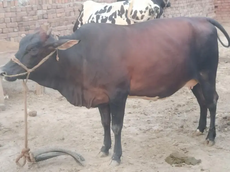 Cross Sahiwal Cow 1st lactation for sale