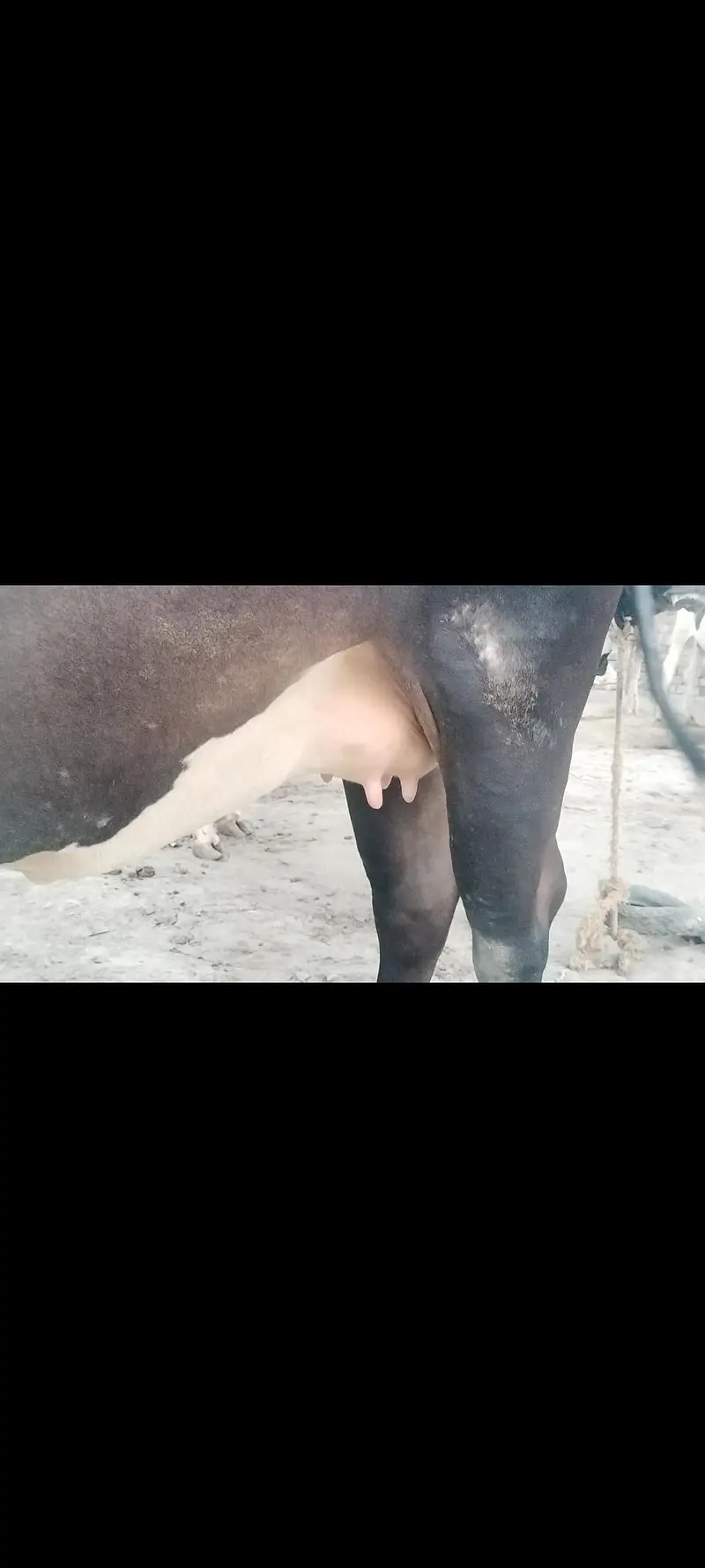 Cross Sahiwal Cow 1st lactation for sale — photo 2