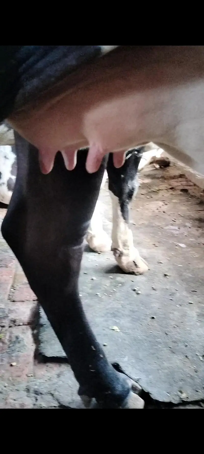 Cross Sahiwal Cow 1st lactation for sale — photo 3