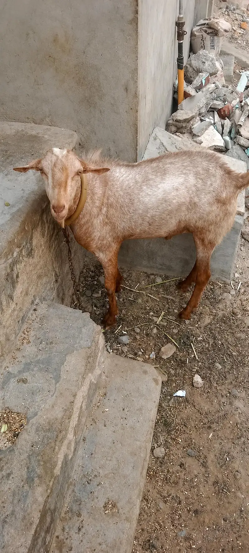 Munda tedda