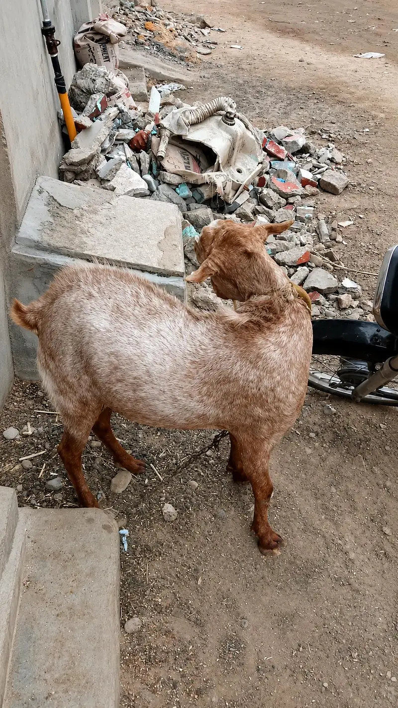 Munda tedda — photo 2