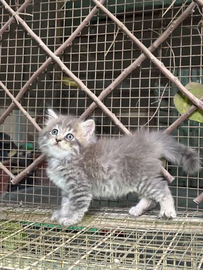 Extrem Quality Persian Kitten