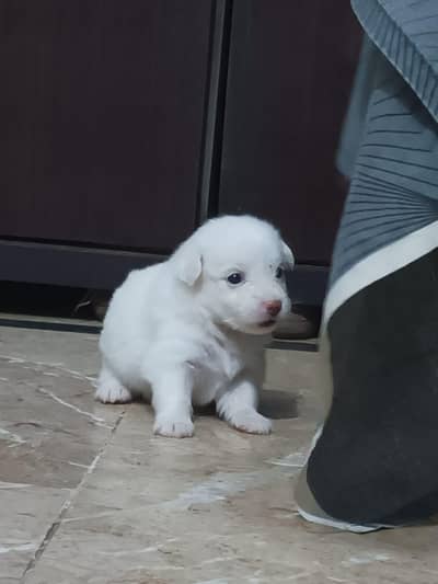 victor