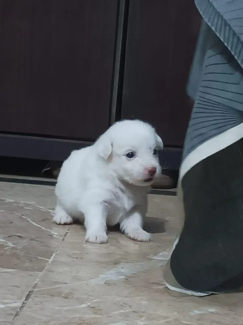victor