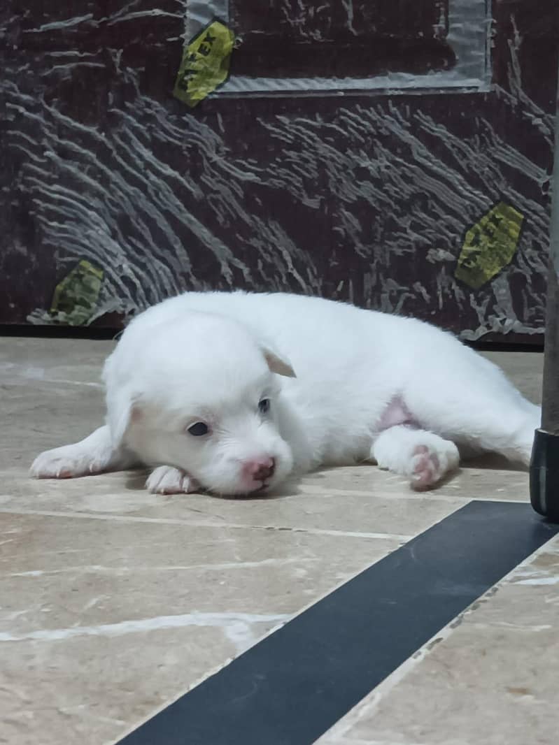 victor 2