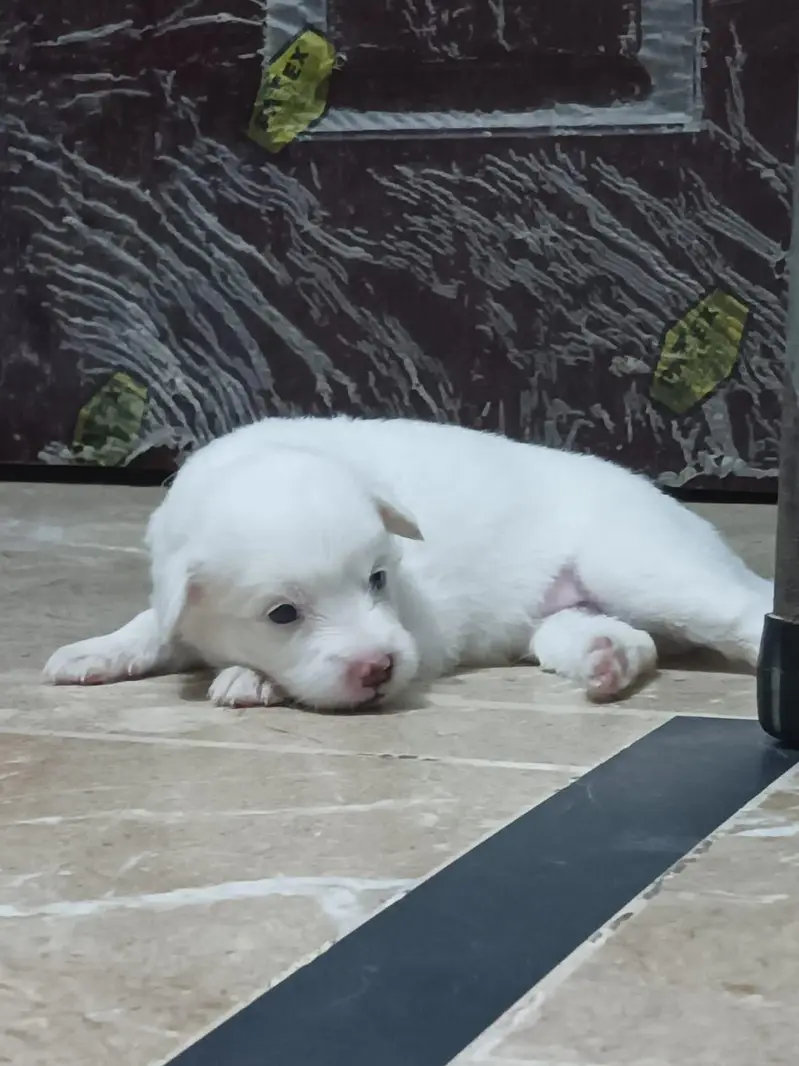 victor — photo 3